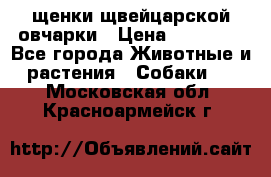 щенки щвейцарской овчарки › Цена ­ 15 000 - Все города Животные и растения » Собаки   . Московская обл.,Красноармейск г.